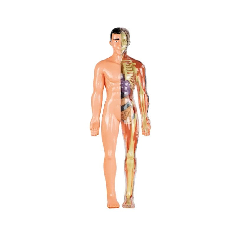 Anatomia Um Kit Sobre o Corpo Humano - Grow